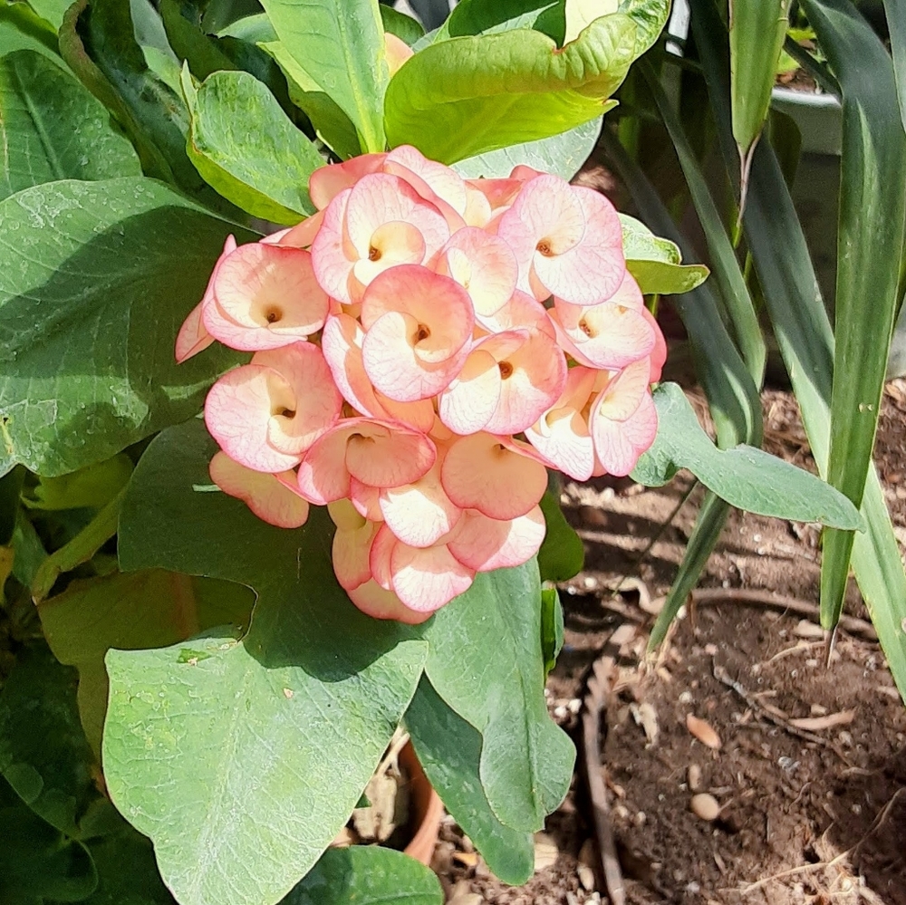 Pink blooming corona de Cristo plant kit!!! You won't stop starring at it! - Picture 2 of 2